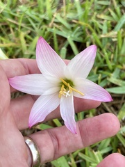 Zephyranthes robusta, photograph (c) James Hardee, some rights reserved (CC BY)