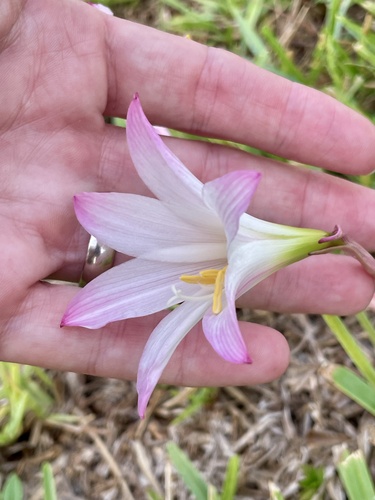 Zephyranthes robusta
