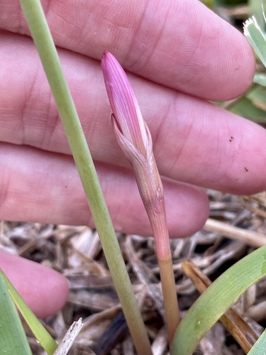 Zephyranthes robusta, photograph 3