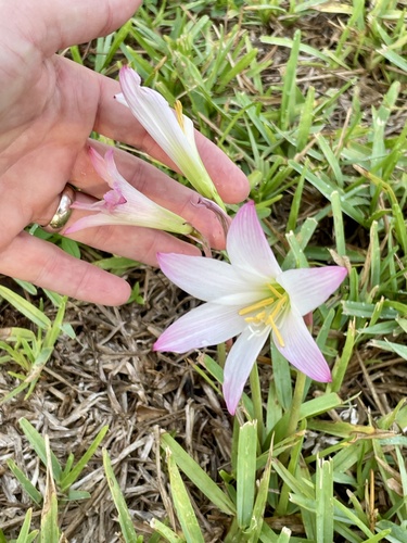 Zephyranthes robusta, photograph 4