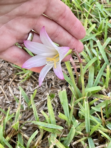 Zephyranthes robusta, photograph 5