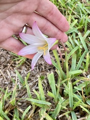 Zephyranthes robusta, photograph (c) James Hardee, some rights reserved (CC BY)