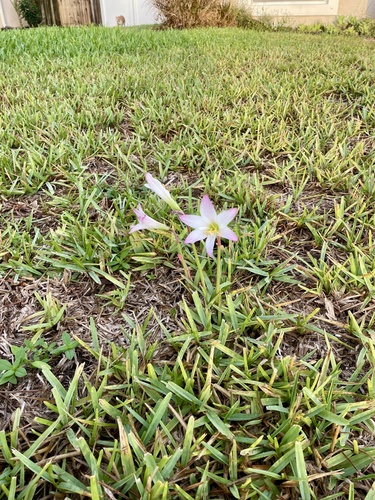 Zephyranthes robusta, photograph 6