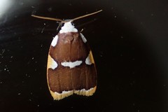 Heterotropa fastosa