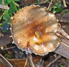Stropharia formosa