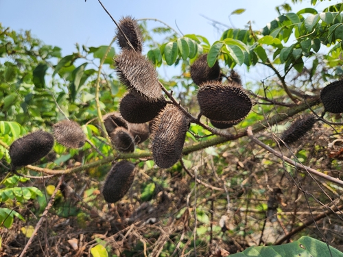 Nickernut