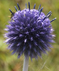Echinops latifolius