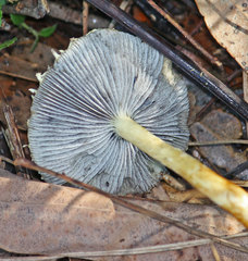 Stropharia formosa