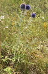 Echinops latifolius