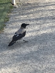 Corvus cornix