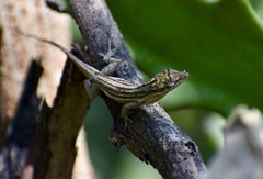 Anolis litoralis