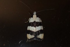 Zonopetala divisella