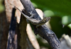 Anolis litoralis