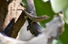 Anolis litoralis
