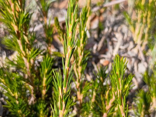 Calectasia intermedia (Calectasia intermedia)