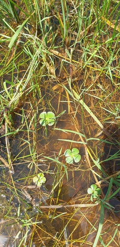 clover fern