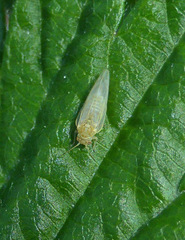 Craspedolepta nebulosa