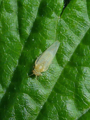 Craspedolepta nebulosa