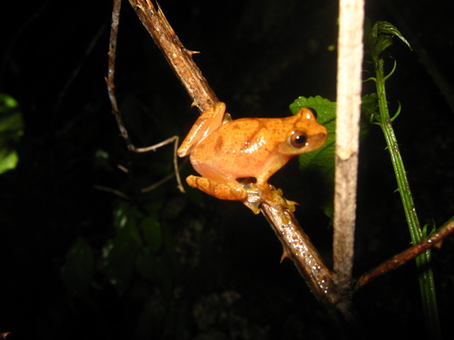 Taylor's Yellow Tree Frog
