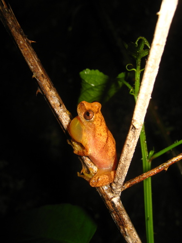 Taylor's Yellow Tree Frog