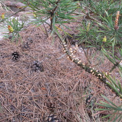 Cronartium flaccidum