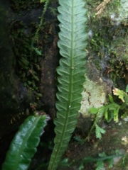 Goniopteris scolopendrioides