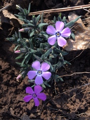 Phlox woodhousei