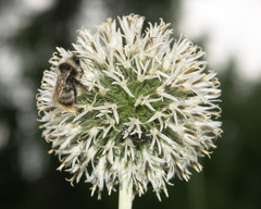 Echinops exaltatus