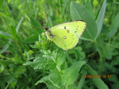 Colias hyale