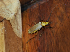 Chauliognathus cinguliventris
