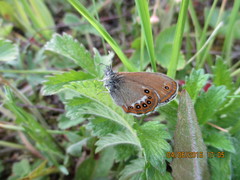 Coenonympha hero