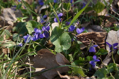 Viola × scabra