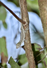 Anolis litoralis