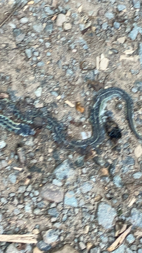Common Garter Snake