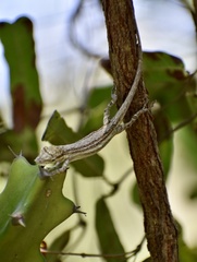 Anolis litoralis