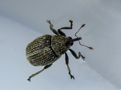 Ceutorhynchus typhae