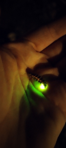 European Glow-worm