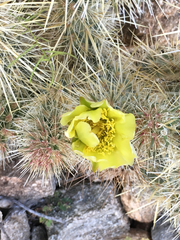 Cylindropuntia ganderi