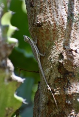 Anolis litoralis