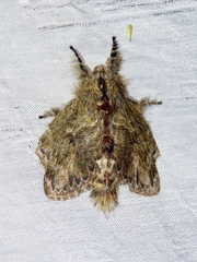 Euglyphis submarginalis