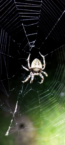 Angular Orbweaver Spider