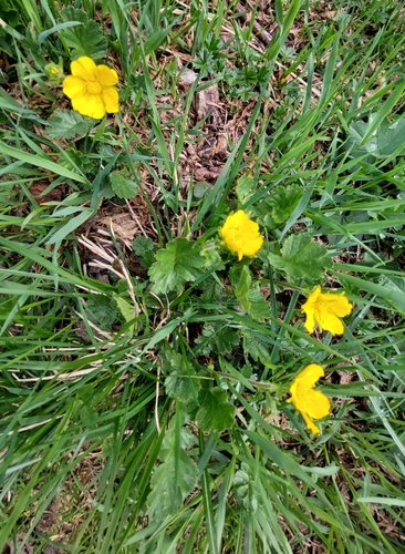 Alpine avens