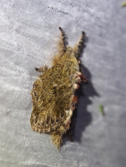 Euglyphis submarginalis