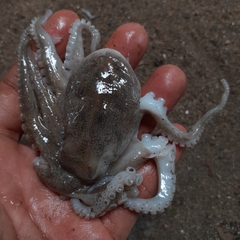 Amphioctopus