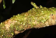 Frullania clavata