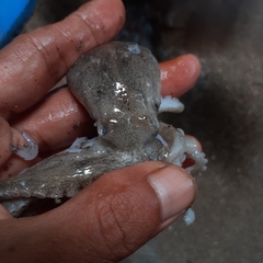 Amphioctopus