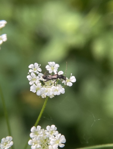 pear shortwing beetle