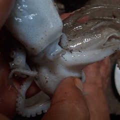 Amphioctopus
