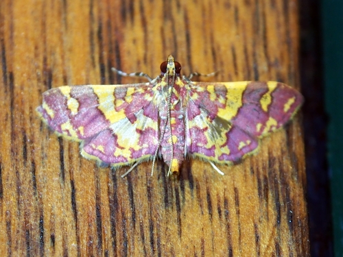 Prenesta rubrocinctalis