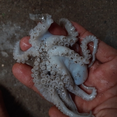 Amphioctopus